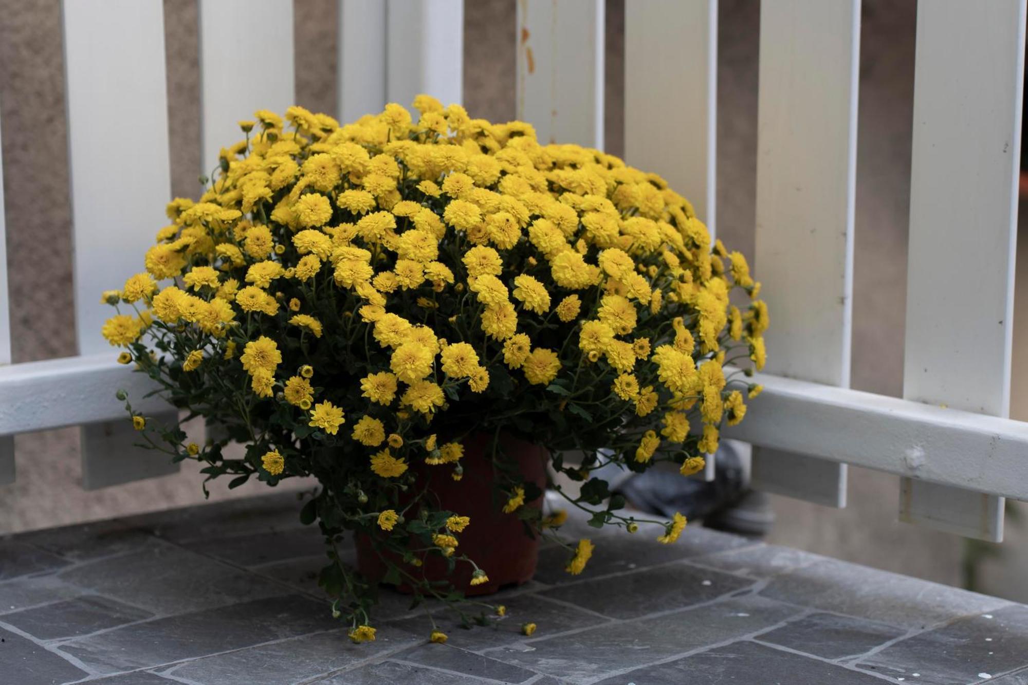 Botanica Free Parking * Belgrade